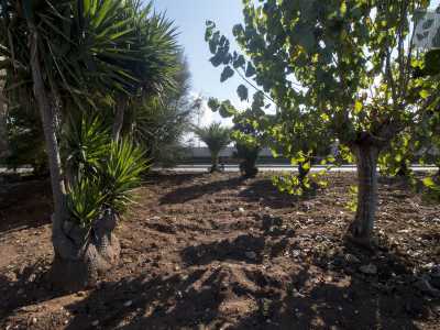 Tutt�intorno per� l�edificio confina con un giardino cui trovano posto piante quali la yucca e la palma